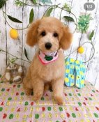 トイプードル(トイ)【・女の子・2022年4月19日・アフリコット】