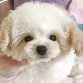 ティーカッププードル