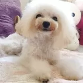 ティーカッププードル