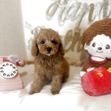 トイプードル(タイニー)【東京都・男の子・2025年9月27日・レッド】の写真「ティー～小タイニー予想の爆毛レッドの三男くんです」