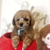 ティーカッププードル