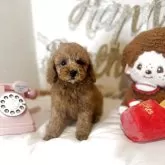 ティーカッププードル