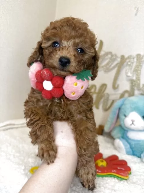 p*o様 ティーカッププードル TIARA PETS PUPPIES