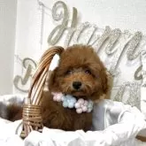 タイニープードル【東京都・男の子・2025年3月3日・レッド】の写真9