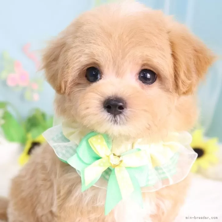 ID:2509-05813の子犬