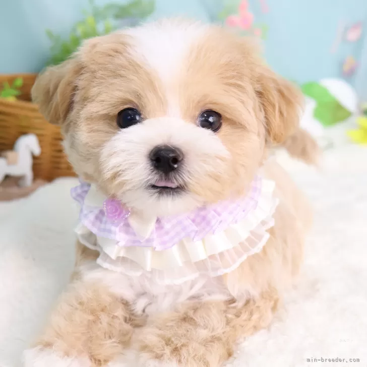 ID：2508-02106の子犬