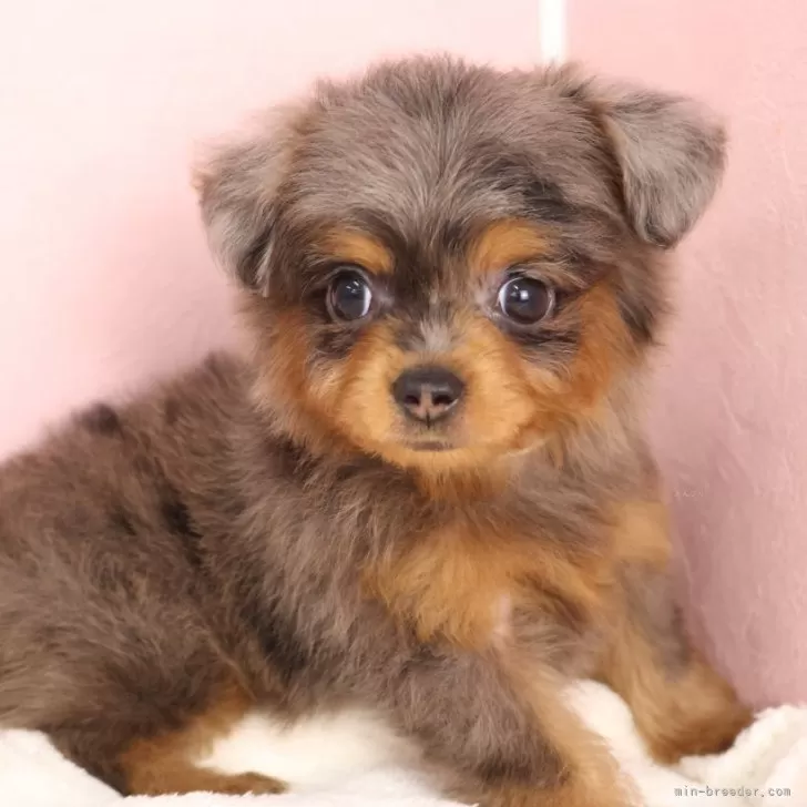 ID:2507-00967の子犬