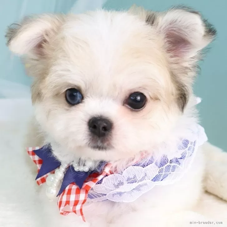 M.Y 様のお迎えした子犬