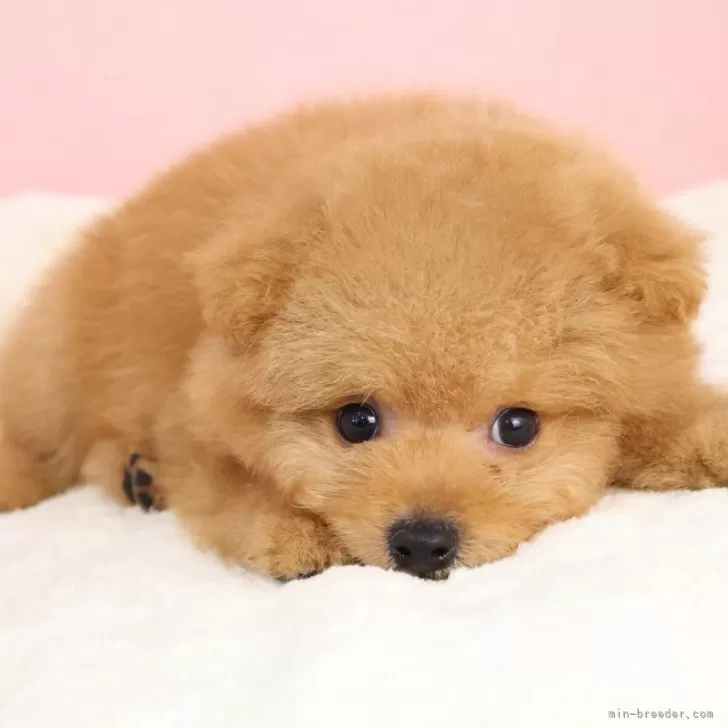 N.O 様のお迎えした子犬