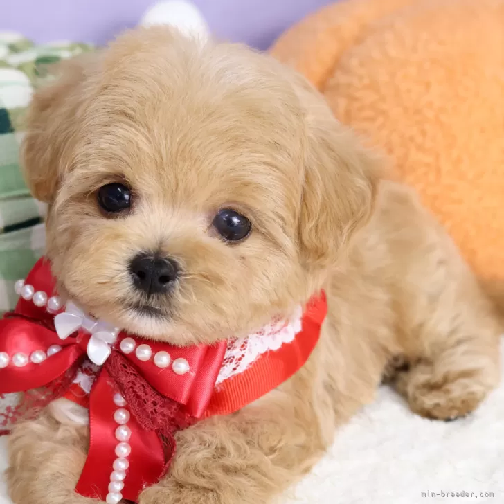 ID:2510-02913の子犬