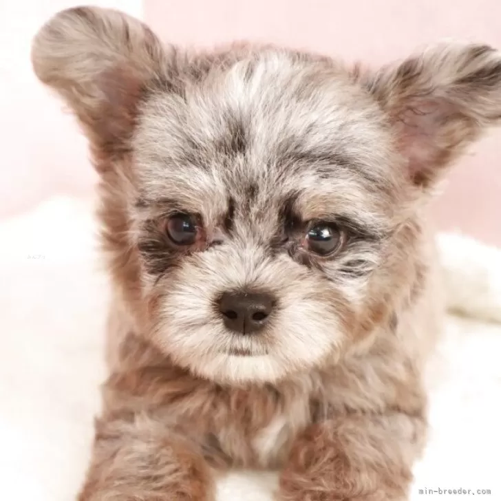 ID:2506-00558の子犬