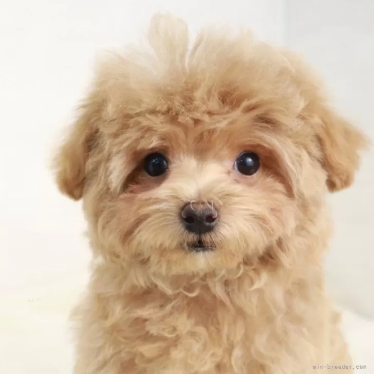 ID:2503-02945の子犬