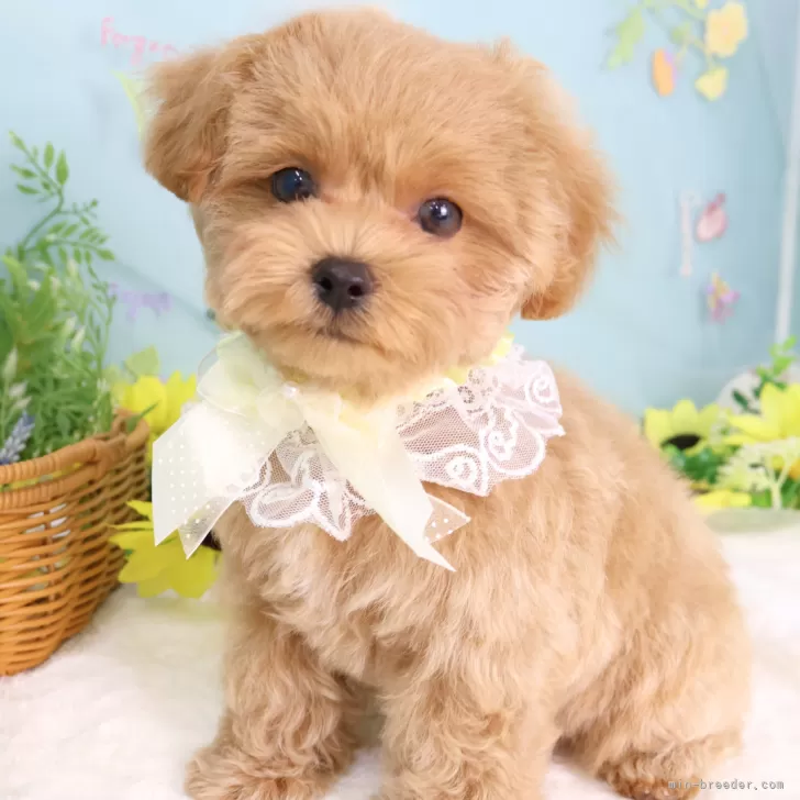 ID:2507-07480の子犬