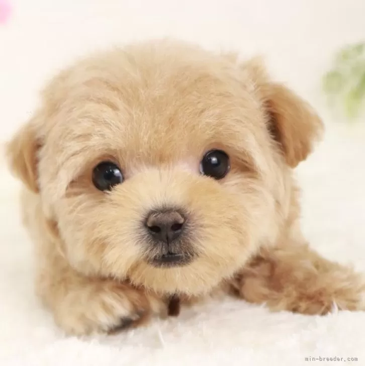 ID：2501-07225の子犬