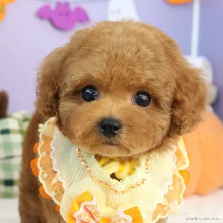 ID:2510-03848の子犬