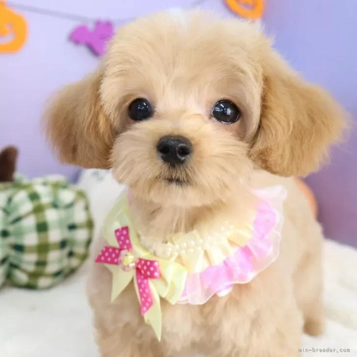 M.A 様のお迎えした子犬