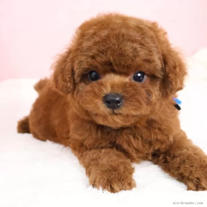 T.Ｉ 様のお迎えした子犬