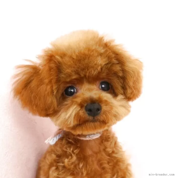 ゆう 様のお迎えした子犬