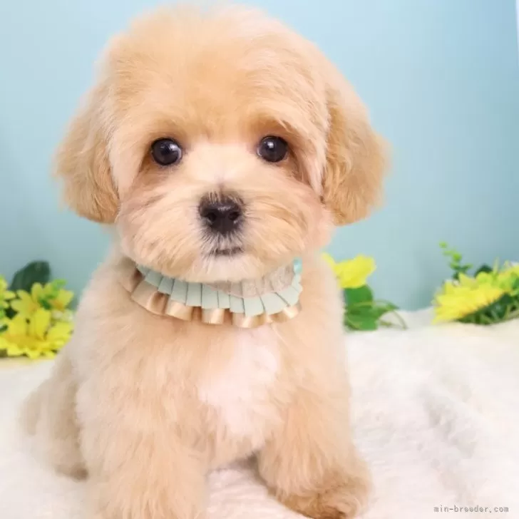 miki 様のお迎えした子犬