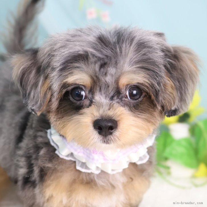 オーダー受付　5犬種　チワワ　マル　トイプー　パグ　ご予約ページ　5/27 オーダー受付 5犬種 チワワ マル トイプー パグ ご予約ページ 5/27