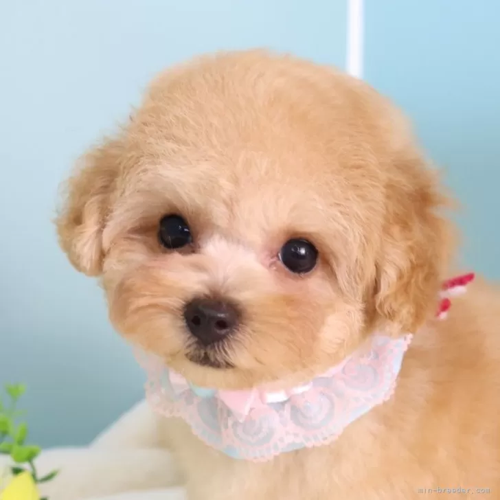 ID:2507-02125の子犬