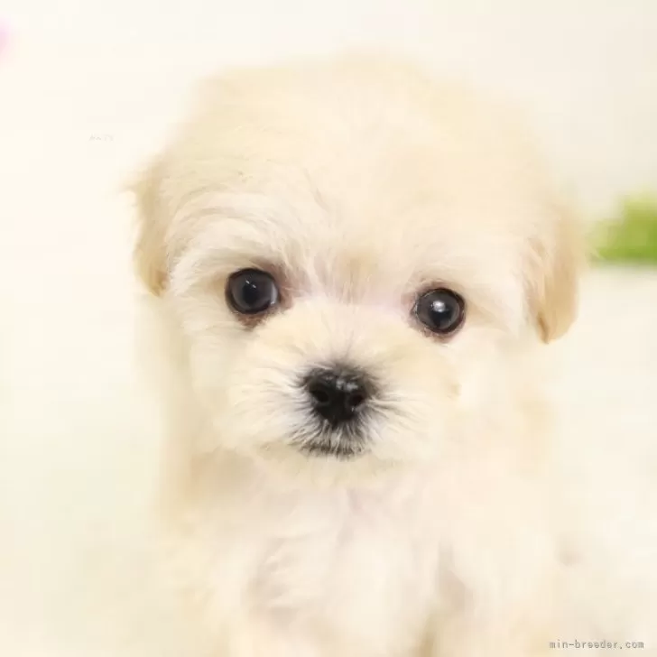 ID:2502-00740の子犬