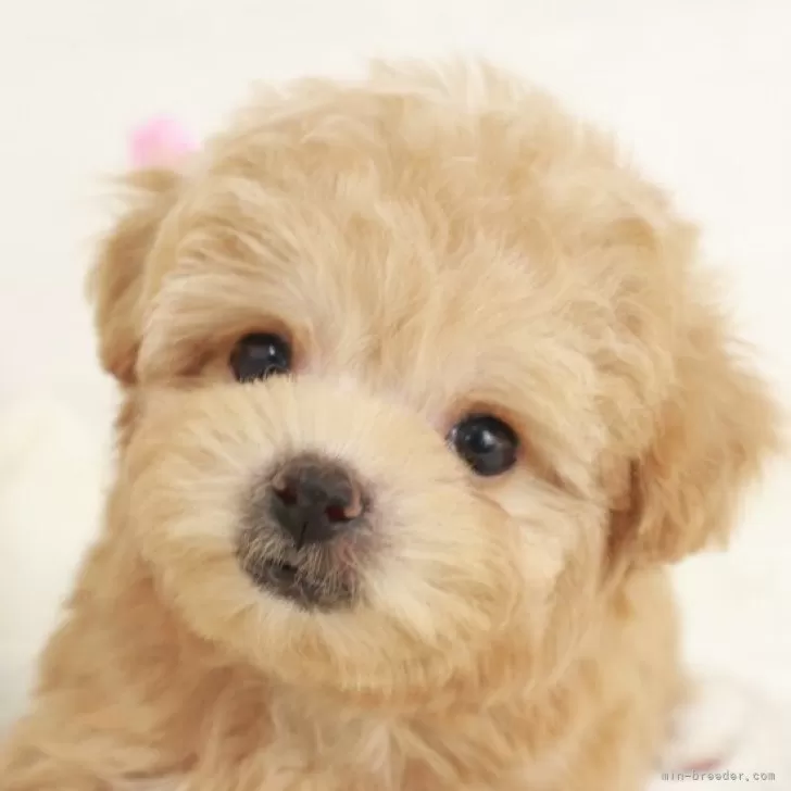 ID:2504-00811の子犬