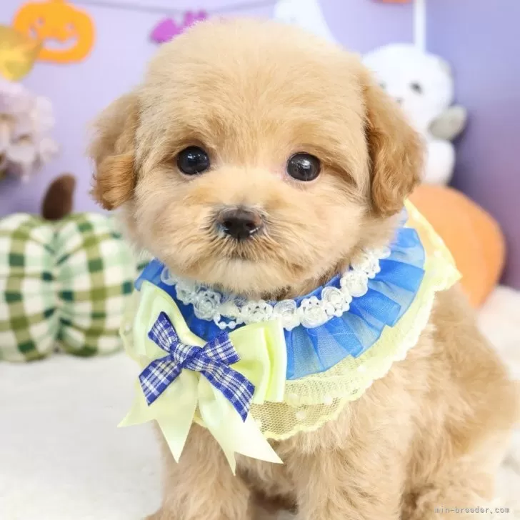 ID：2510-02025の子犬