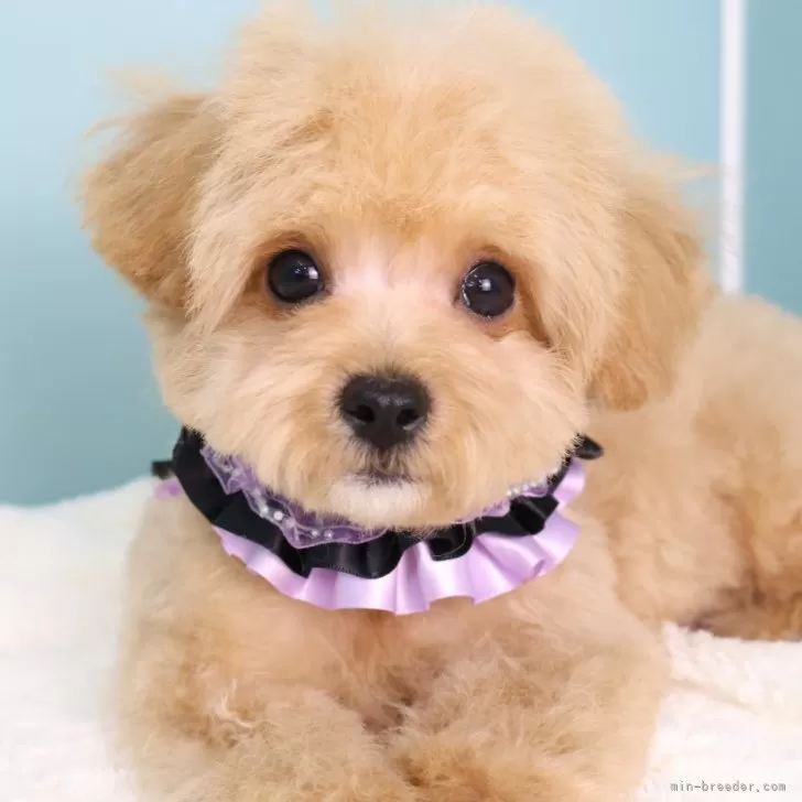 R.M 様のお迎えした子犬