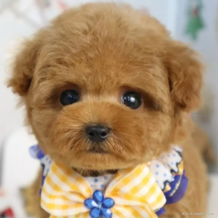 ティーカッププードル【東京都・男の子・2025年10月3日・レッド】の写真1