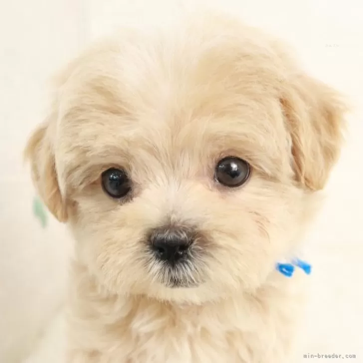 ID:2503-06860の子犬