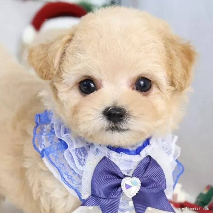 マルプー(マルチーズ×トイプードル)【東京都・女の子・2025年9月20日・アプリコット】の写真1