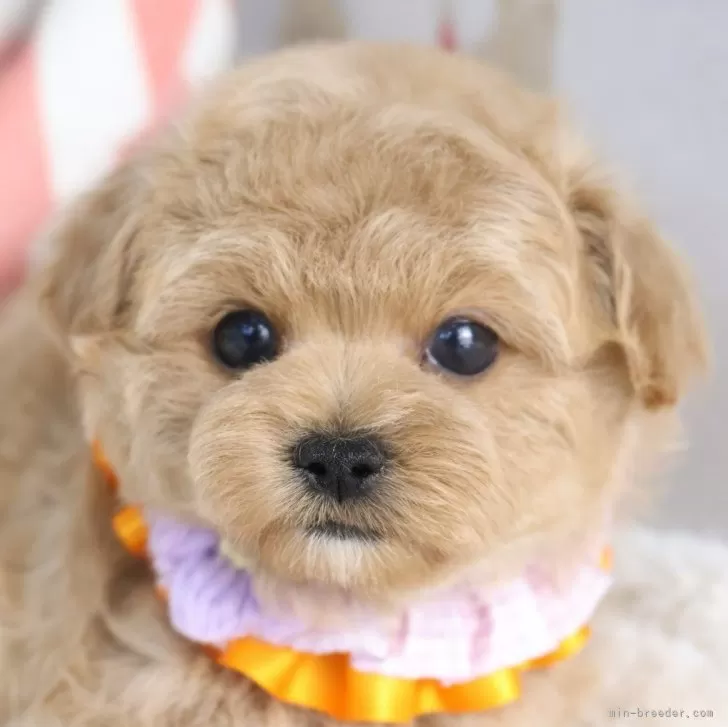 マルプー(マルチーズ×トイプードル)【東京都・男の子・2025年9月26日・アプリコット】の写真1