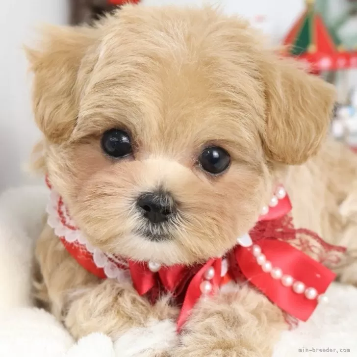 マルプー(マルチーズ×トイプードル)【東京都・女の子・2025年9月12日・アプリコット】の写真1