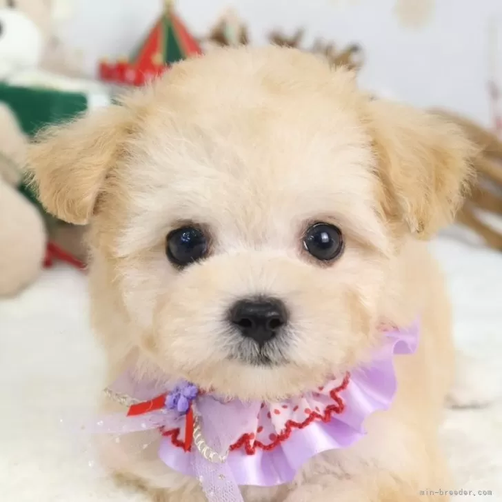 マルプー(マルチーズ×トイプードル)【東京都・女の子・2025年10月21日・アプリコット】の写真1