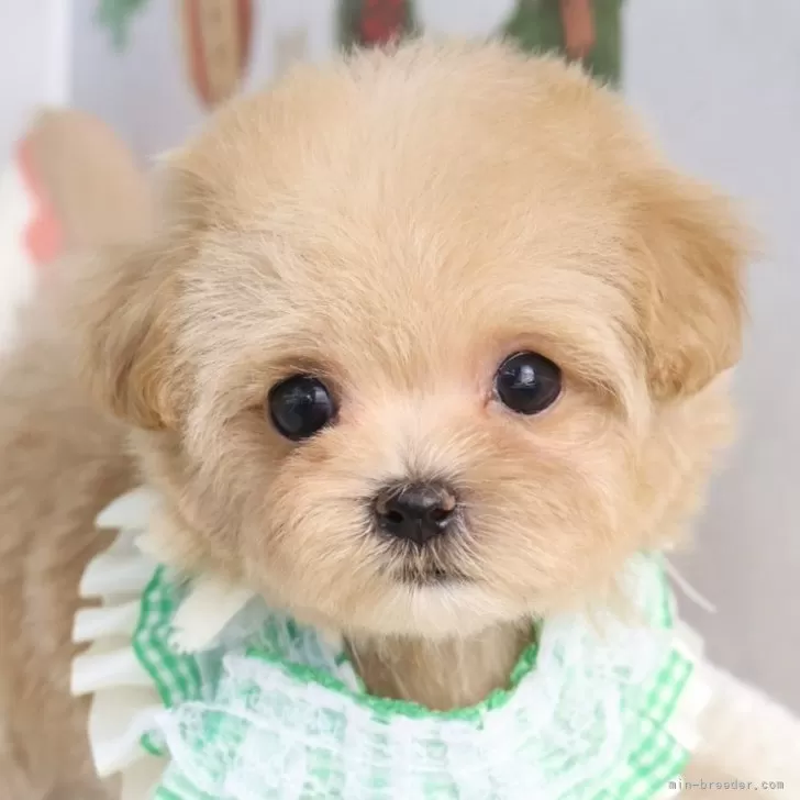 ロゼ 様のお迎えした子犬