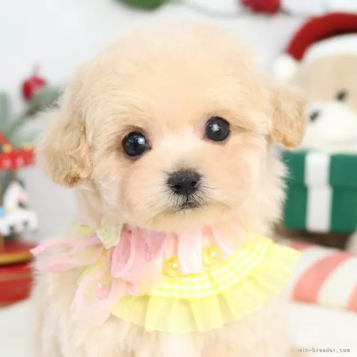 M.K 様のお迎えした子犬