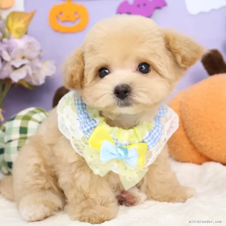 T.M 様のお迎えした子犬
