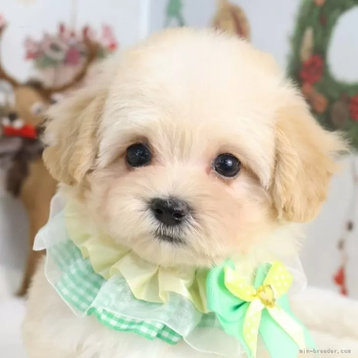 マルプー(マルチーズ×トイプードル)【東京都・女の子・2025年10月4日・アプリコット】の写真1