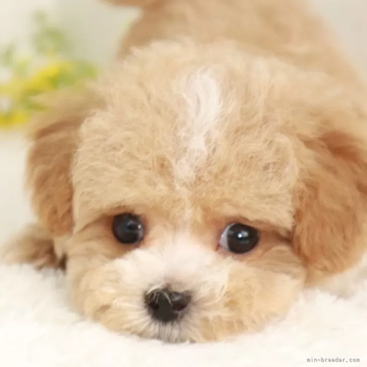 ID:2502-03259の子犬