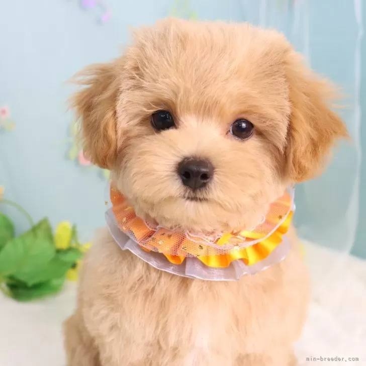ID：2507-06266の子犬