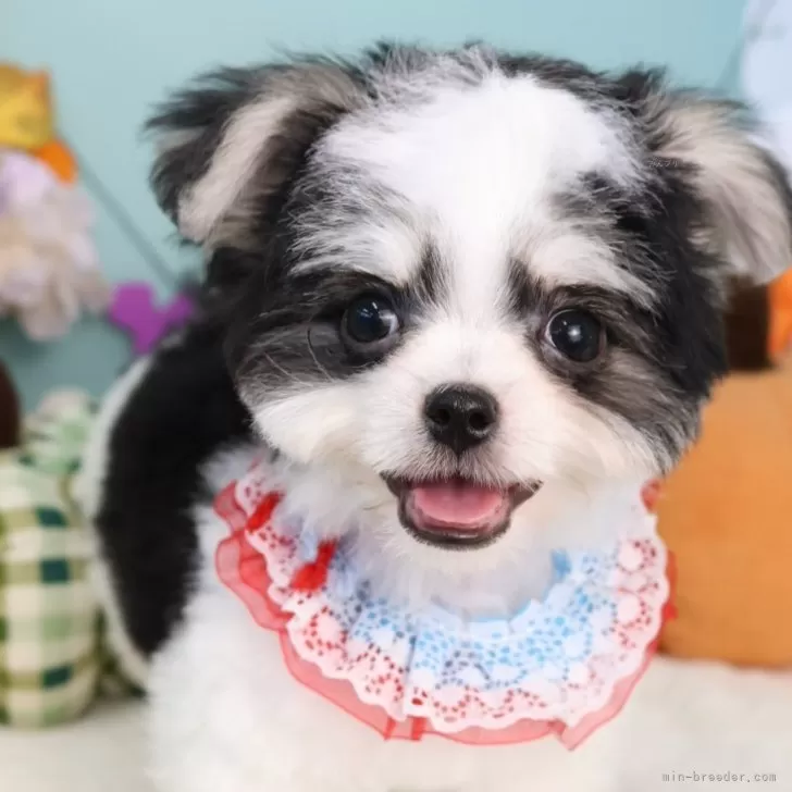 ID:2508-07249の子犬