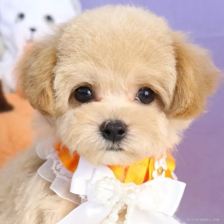 ユミ 様のお迎えした子犬