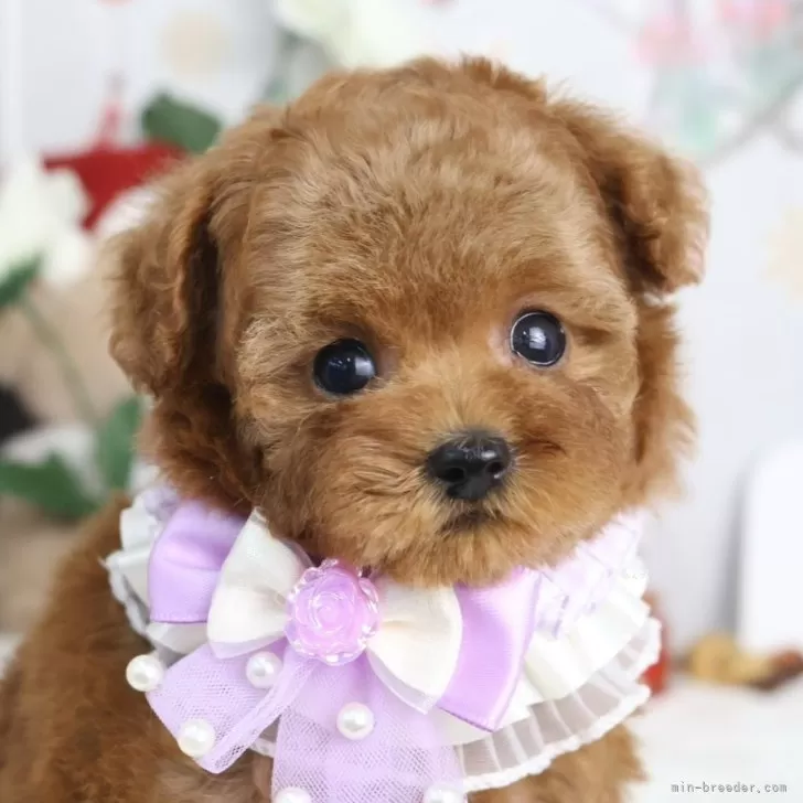 タイニープードル【東京都・女の子・2025年10月3日・レッド】の写真1