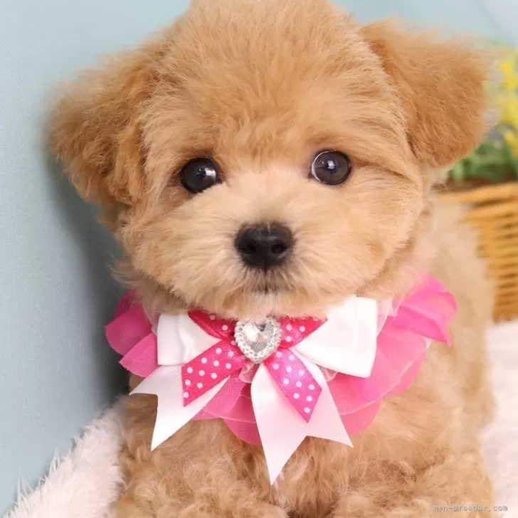 みみ 様のお迎えした子犬