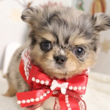 チワワ(ロング)【東京都・女の子・2025年10月7日・ブルーマール】の写真「⏰年末年始 特別キャンペーン（11・12月限定）⏰」