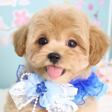マルプー(マルチーズ×トイプードル)【東京都・男の子・2026年1月1日・アプリコット】の写真「東京・栃木・福岡・北海道・兵庫・愛知でお迎え可能」