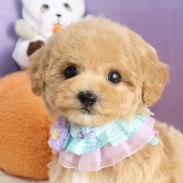 マルプー(マルチーズ×トイプードル)【東京都・男の子・2025年9月4日・アプリコット】の写真「⏰早期お問い合わせキャンペーン中⏰」