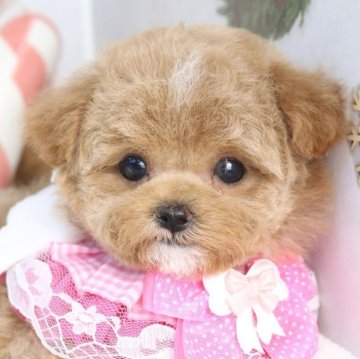 マルプー(マルチーズ×トイプードル)【東京都・女の子・2025年10月2日・アプリコット】の写真「⏰年末年始 特別キャンペーン（11・12月限定）⏰」