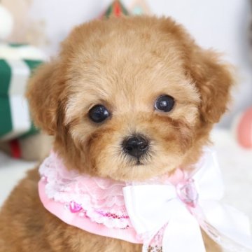 トイプードル(ティーカップ)【東京都・女の子・2025年9月23日・レッド】の写真「⏰早期お問い合わせキャンペーン中⏰」